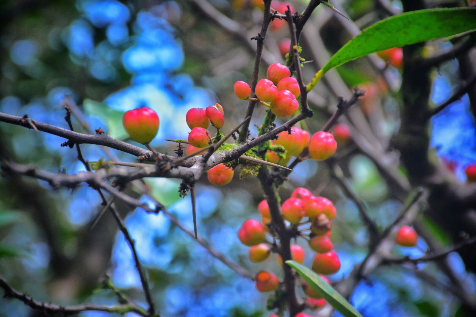 Nikon D7100 sample photo. Berry, cherry, fruits photography