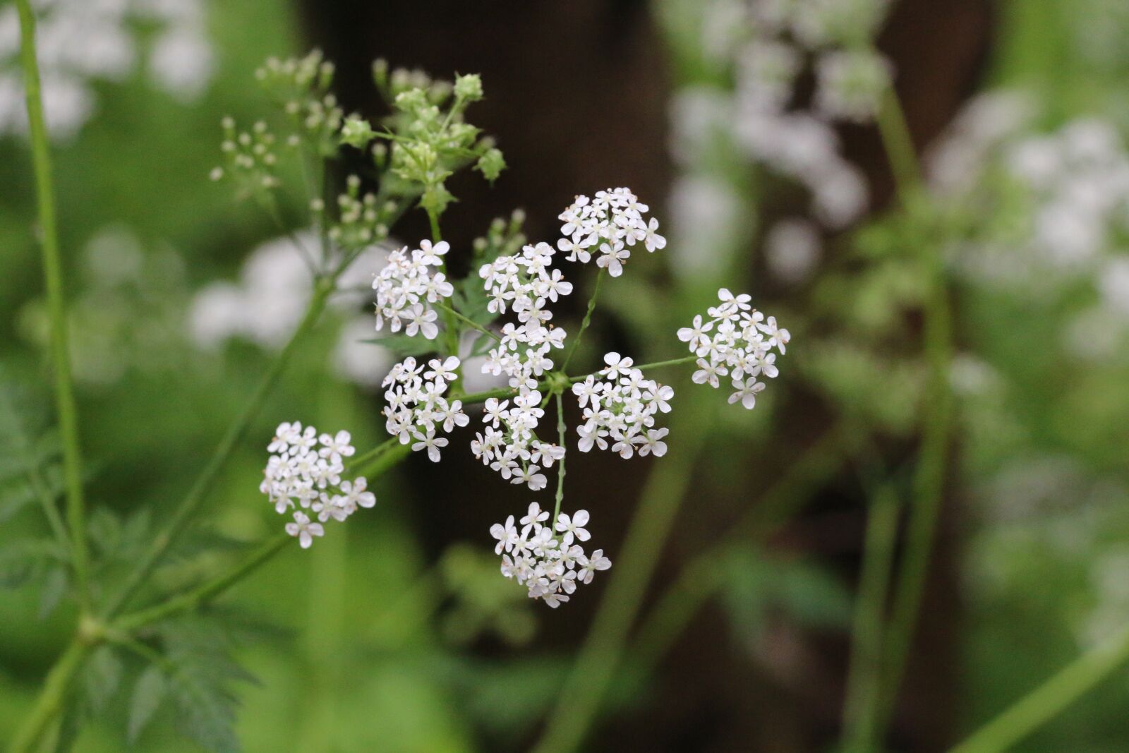 Canon EOS 70D sample photo. Anthriscus, flower, green photography