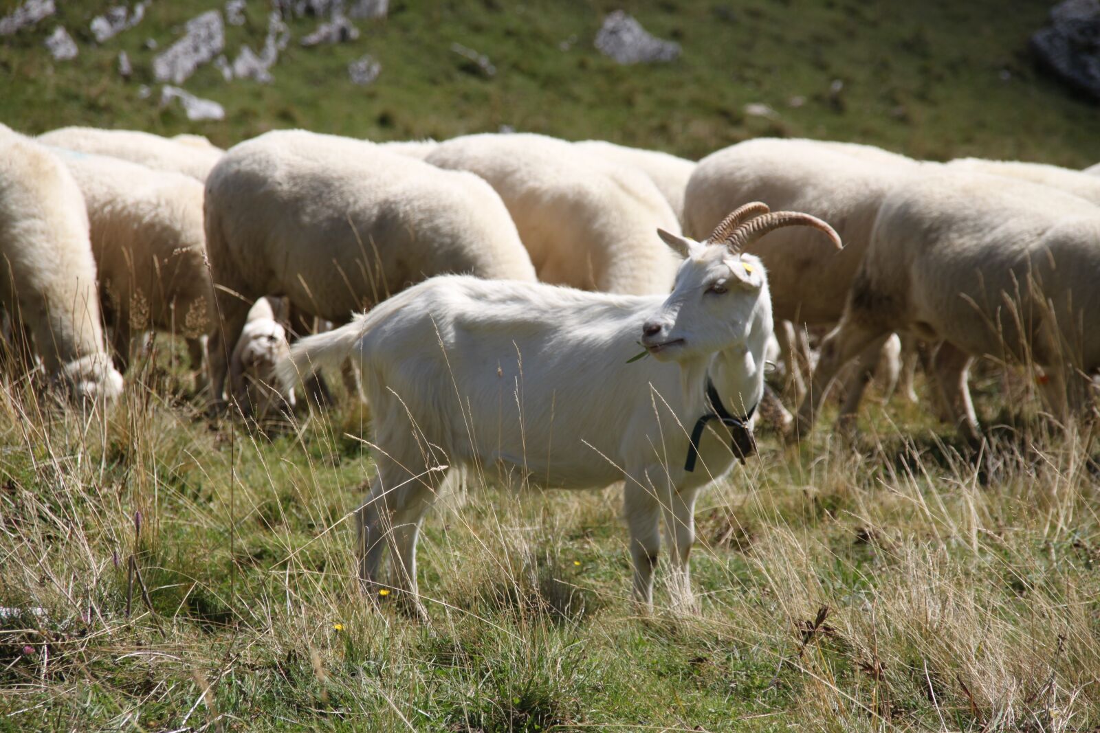 Canon EOS 500D (EOS Rebel T1i / EOS Kiss X3) sample photo. Capra, mountain, pasture photography