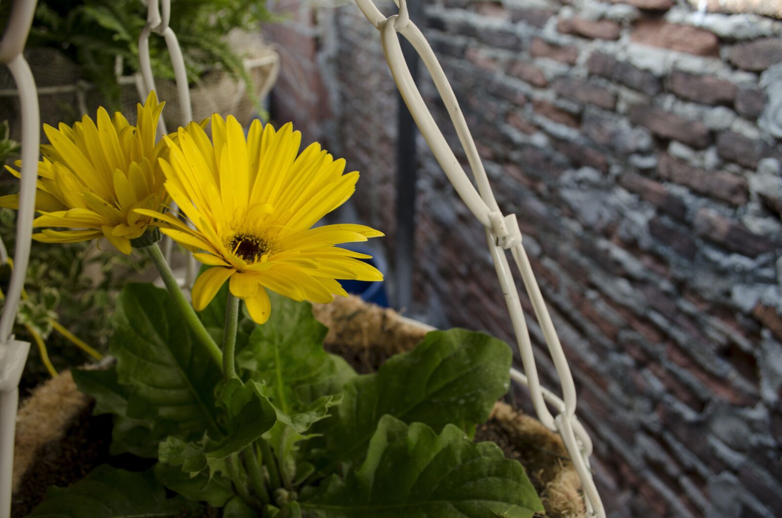 Nikon D5100 sample photo. Yellow flower, gerbera, gerbera photography