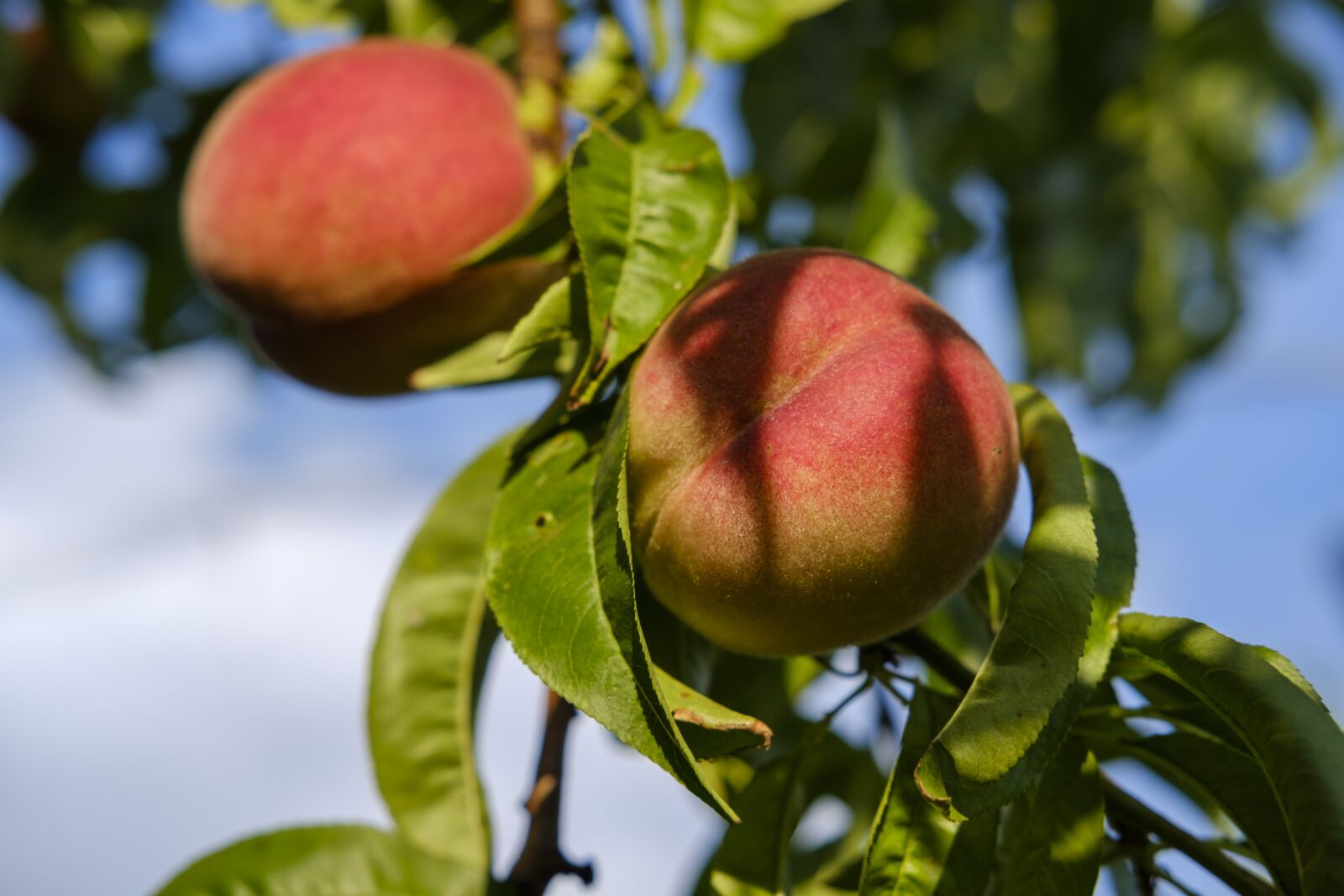 Fujifilm X-T2 sample photo. Peaches, fruit, stone fruit photography