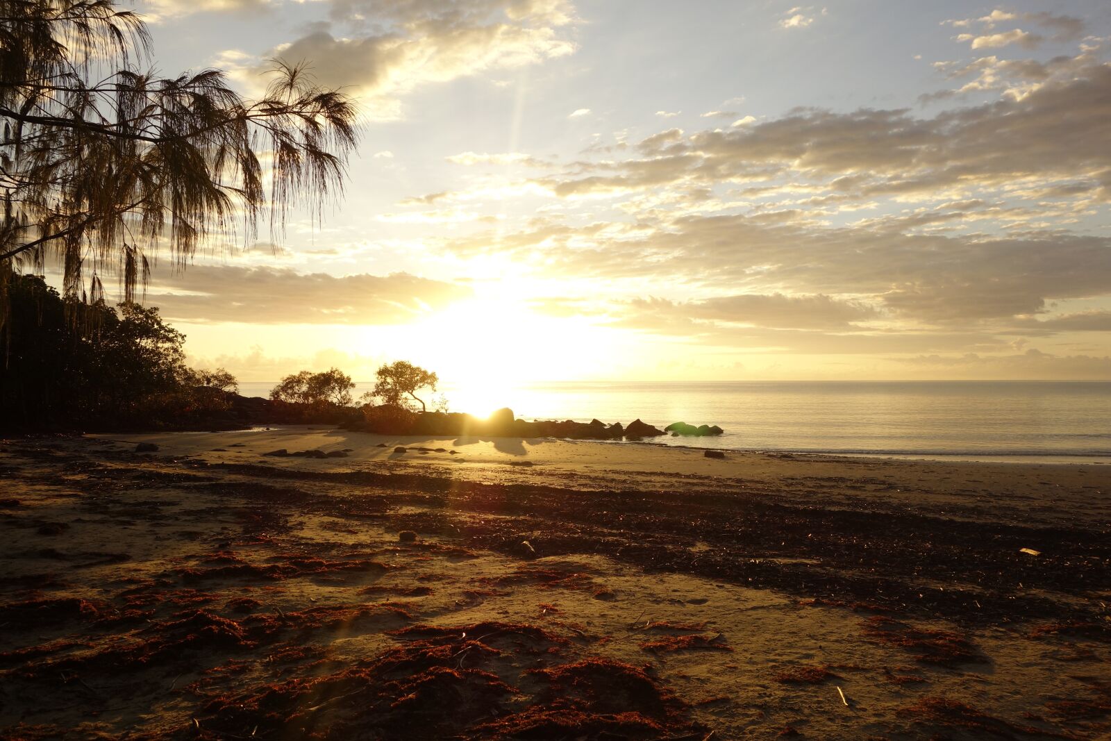 Sony Cyber-shot DSC-RX100 sample photo. Nature, australia, port douglas photography