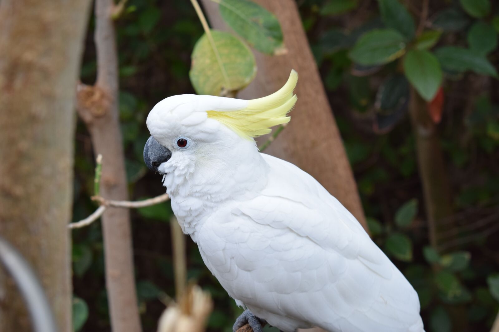Nikon D5300 sample photo. Parrot, white, bird photography
