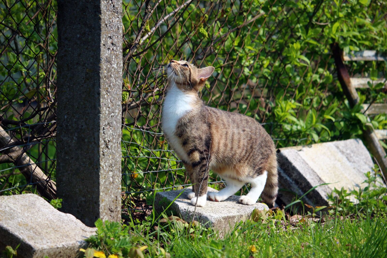 Canon EOS 100D (EOS Rebel SL1 / EOS Kiss X7) sample photo. Cat, kitten, mieze photography
