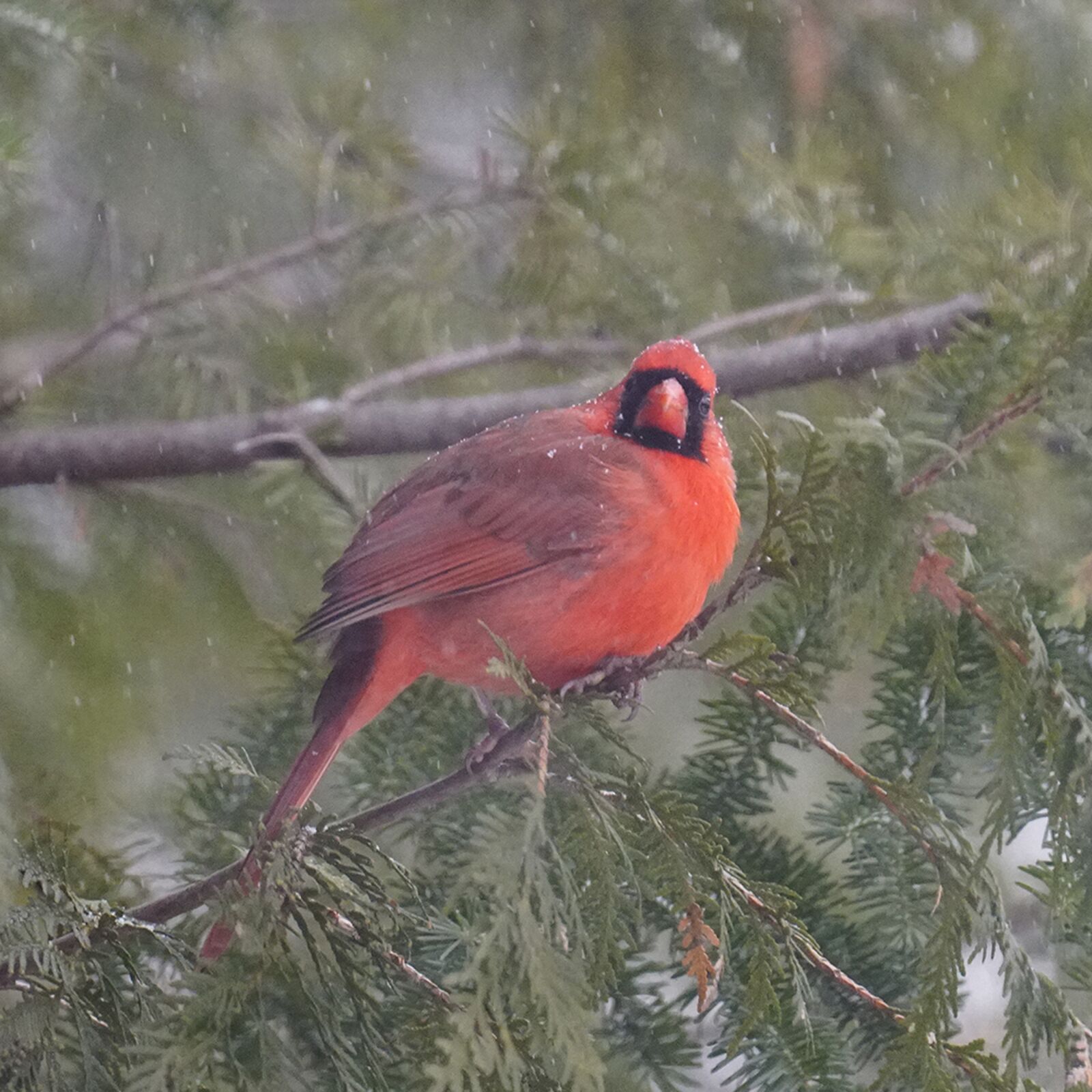 Sony FE 70-300mm F4.5-5.6 G OSS sample photo. Cardinal, winter, bird photography