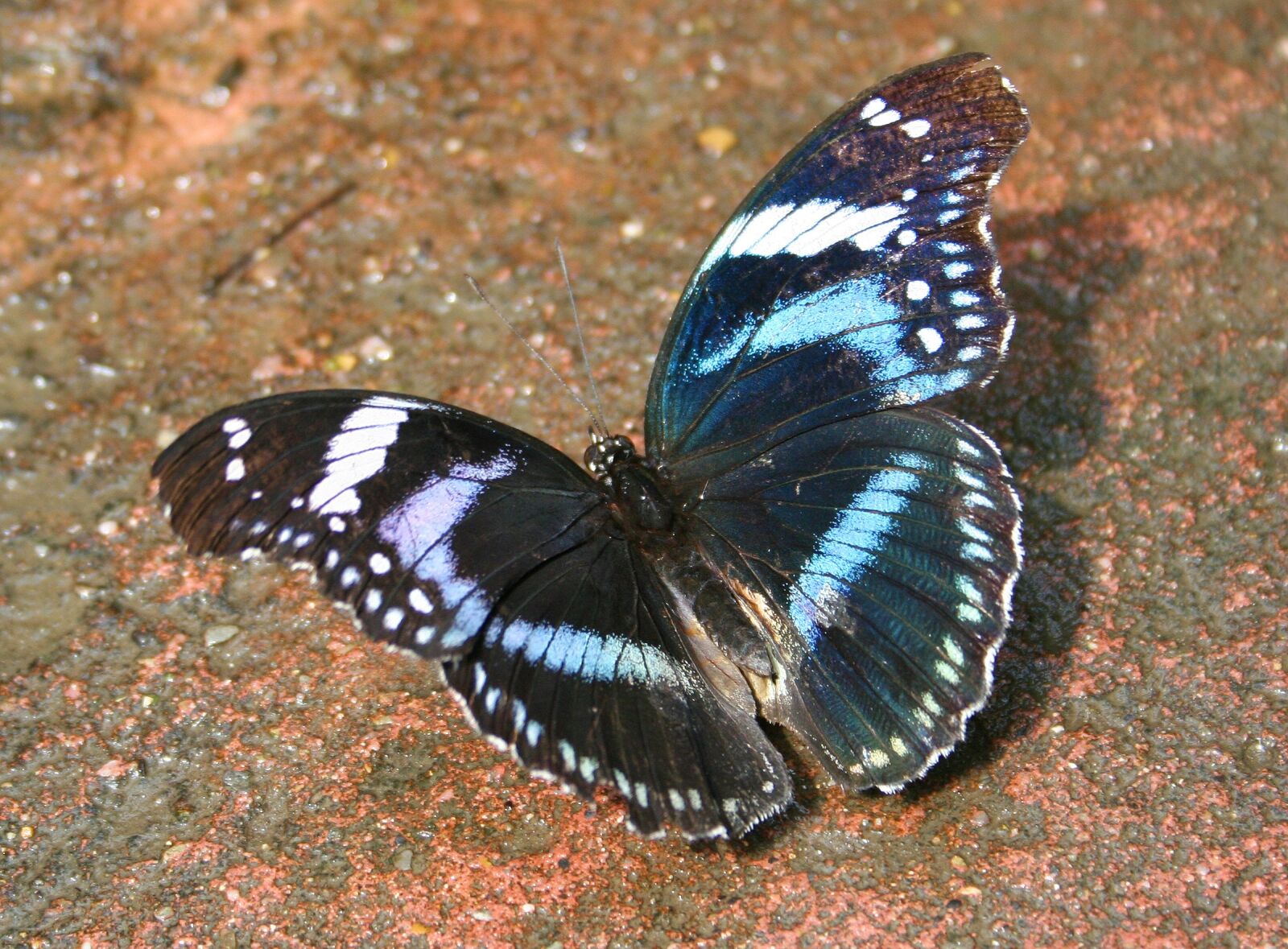 Canon EOS 350D (EOS Digital Rebel XT / EOS Kiss Digital N) sample photo. Butterfly, insect, public record photography