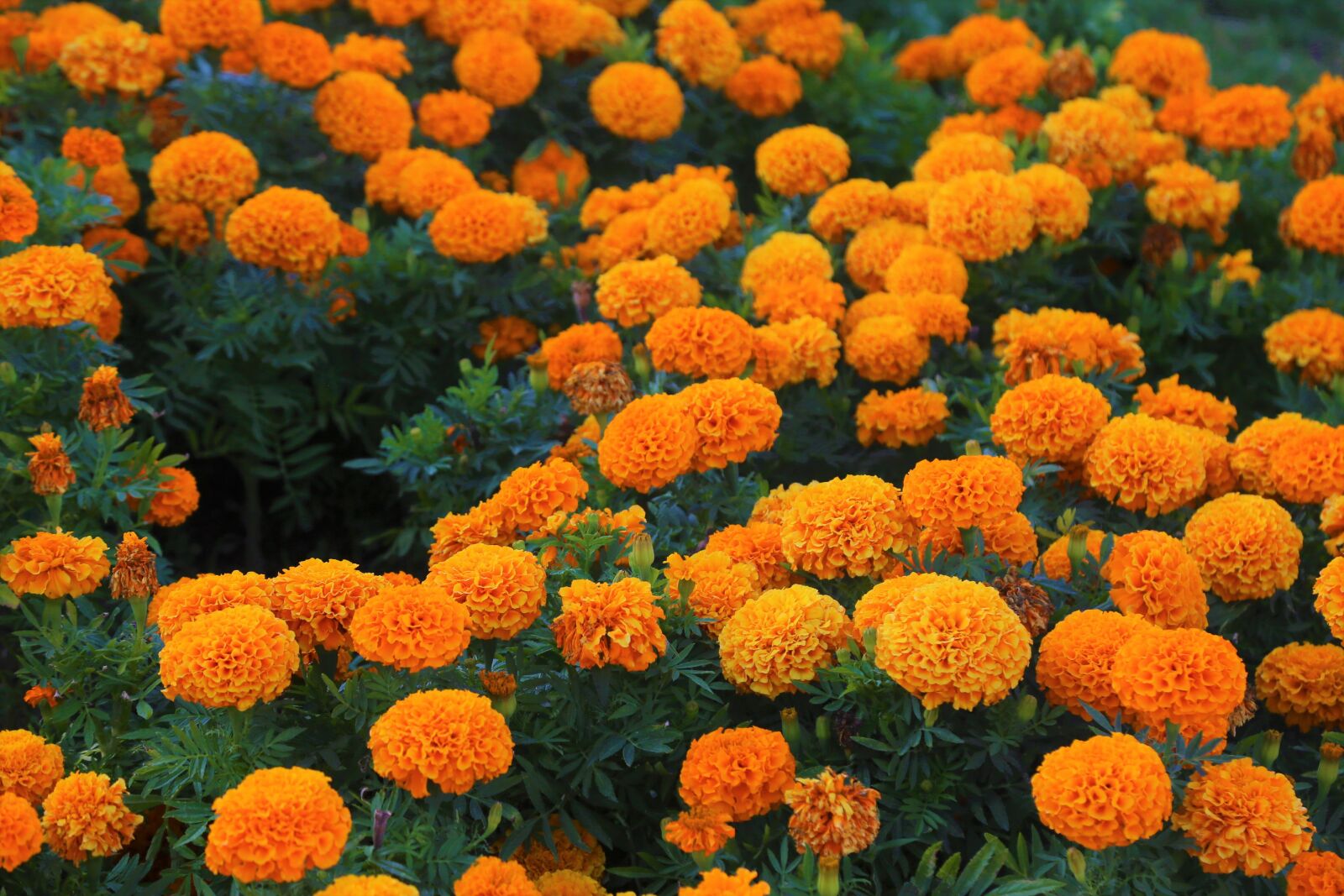 Canon EF 24-105mm F4L IS USM sample photo. Flowers, yellow, nature photography