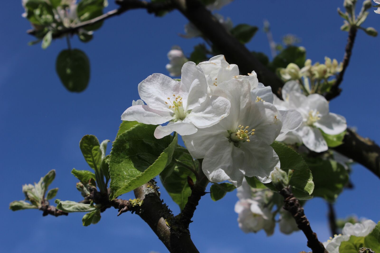 Canon EOS 600D (Rebel EOS T3i / EOS Kiss X5) sample photo. Apple blossom, spring, branch photography
