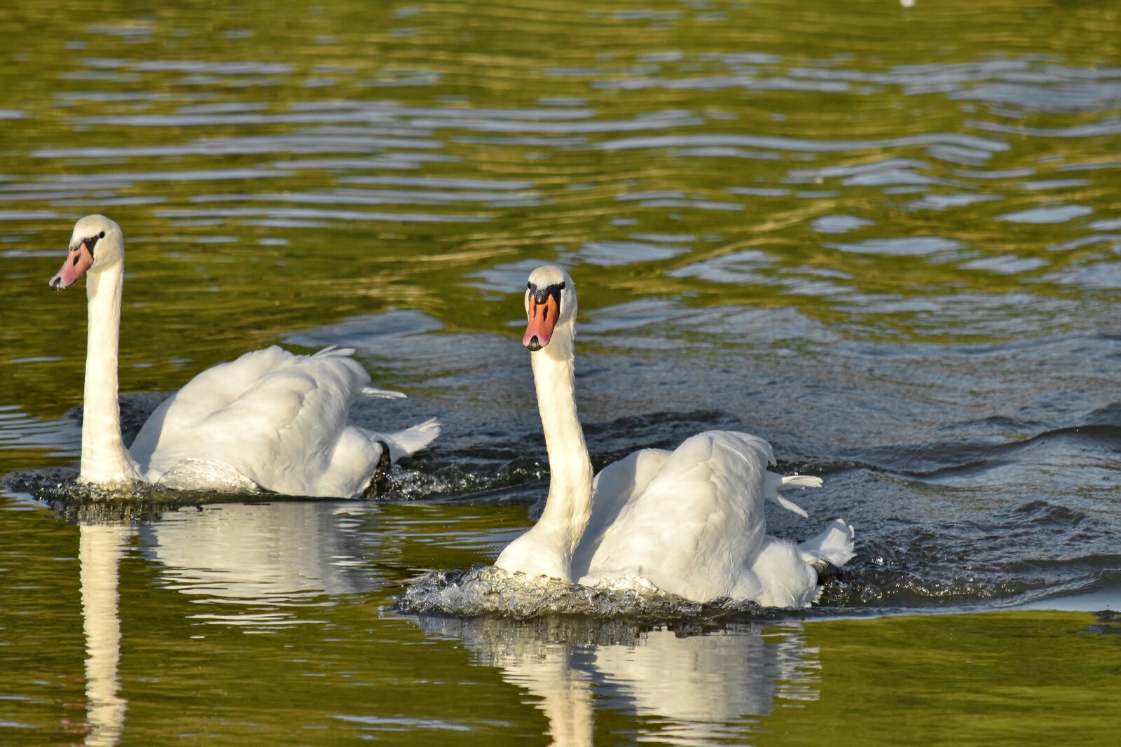 Nikon D5500 sample photo. Swan, swimming, waves, lake photography