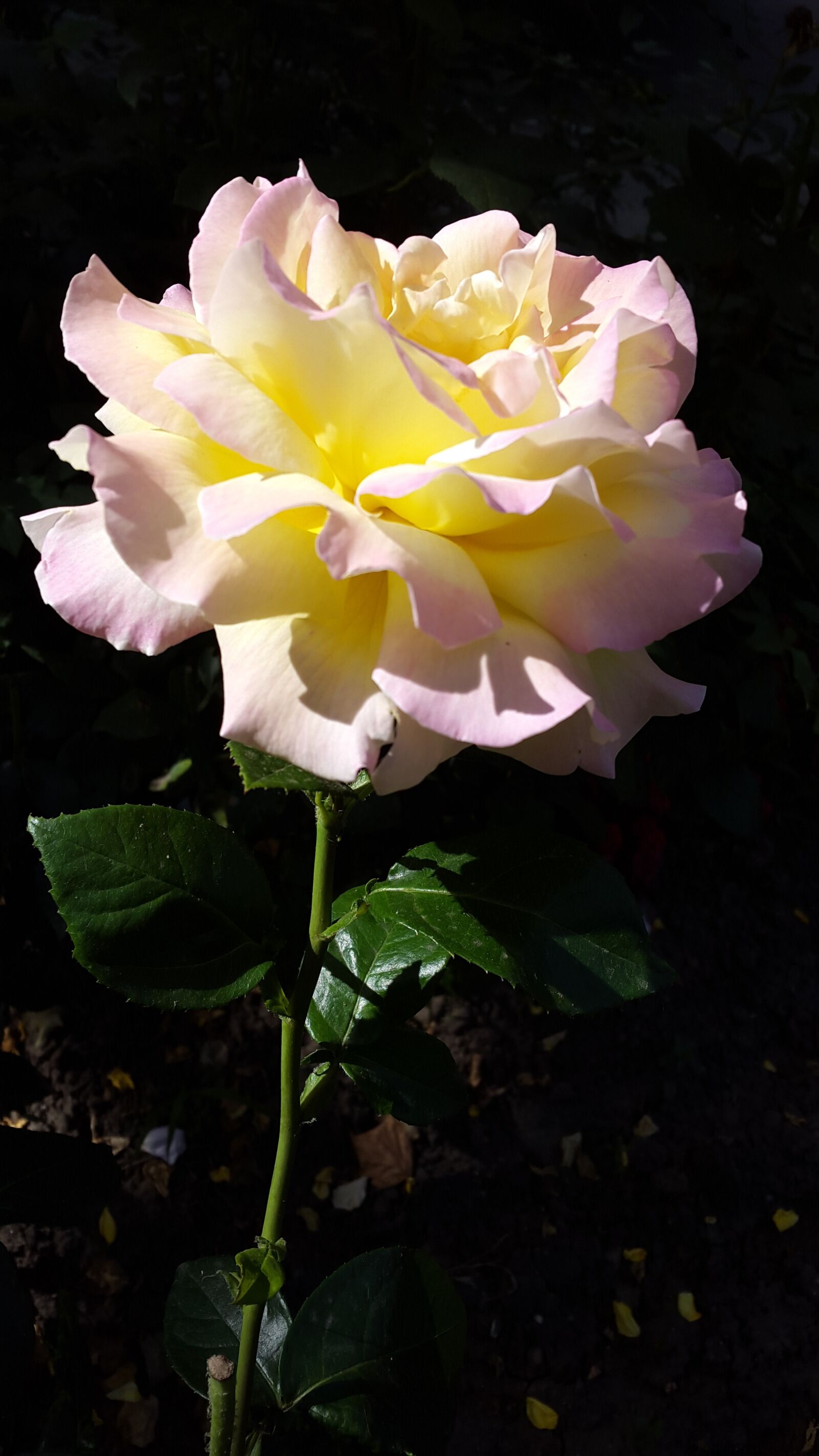 Samsung Galaxy Alpha sample photo. Rose, flower, one rose photography