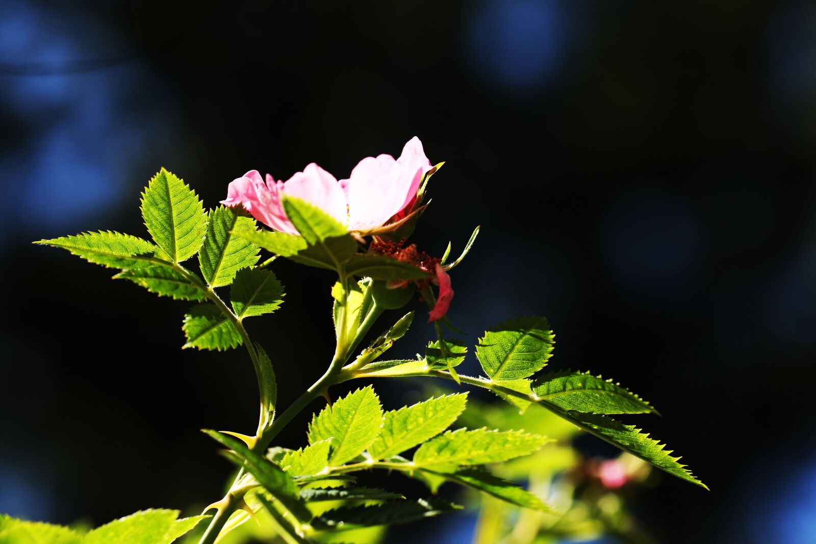 Canon EOS 7D Mark II sample photo. Flower, nature, summer photography