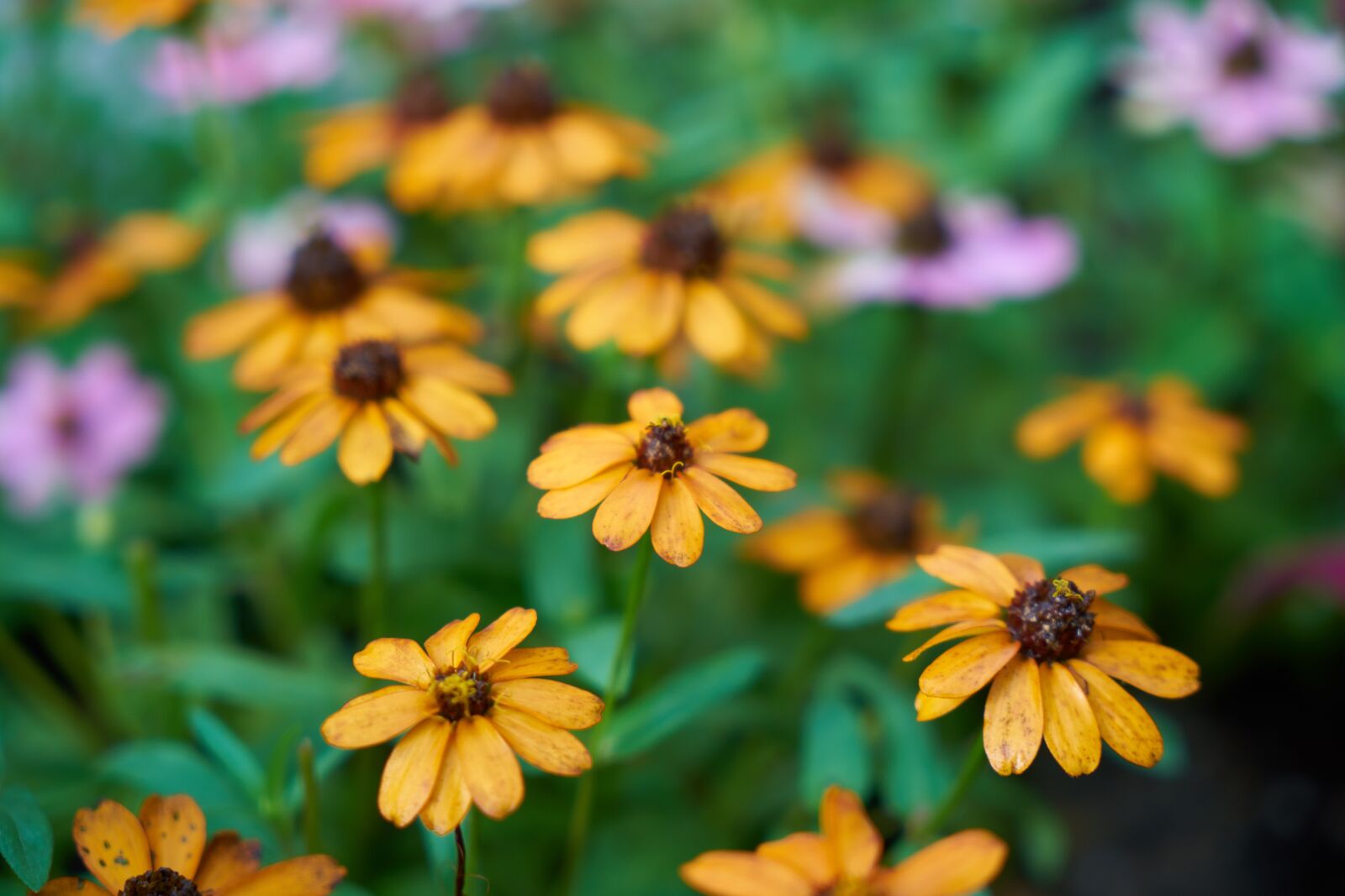Sony a7R II sample photo. Flower, daisy, beautiful photography