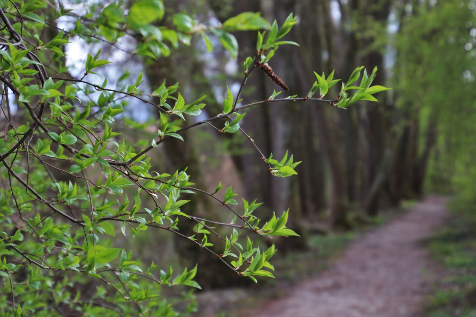 Canon EOS 80D sample photo. Twigs, green, forest photography