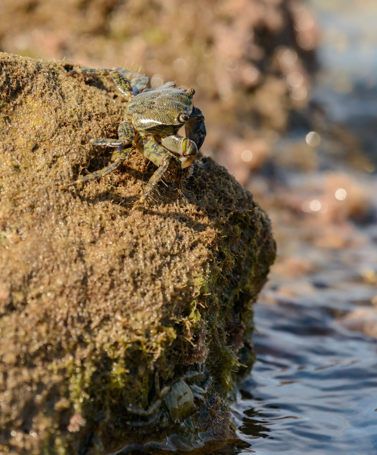 Nikon D800E sample photo. Crab, stone, sea photography