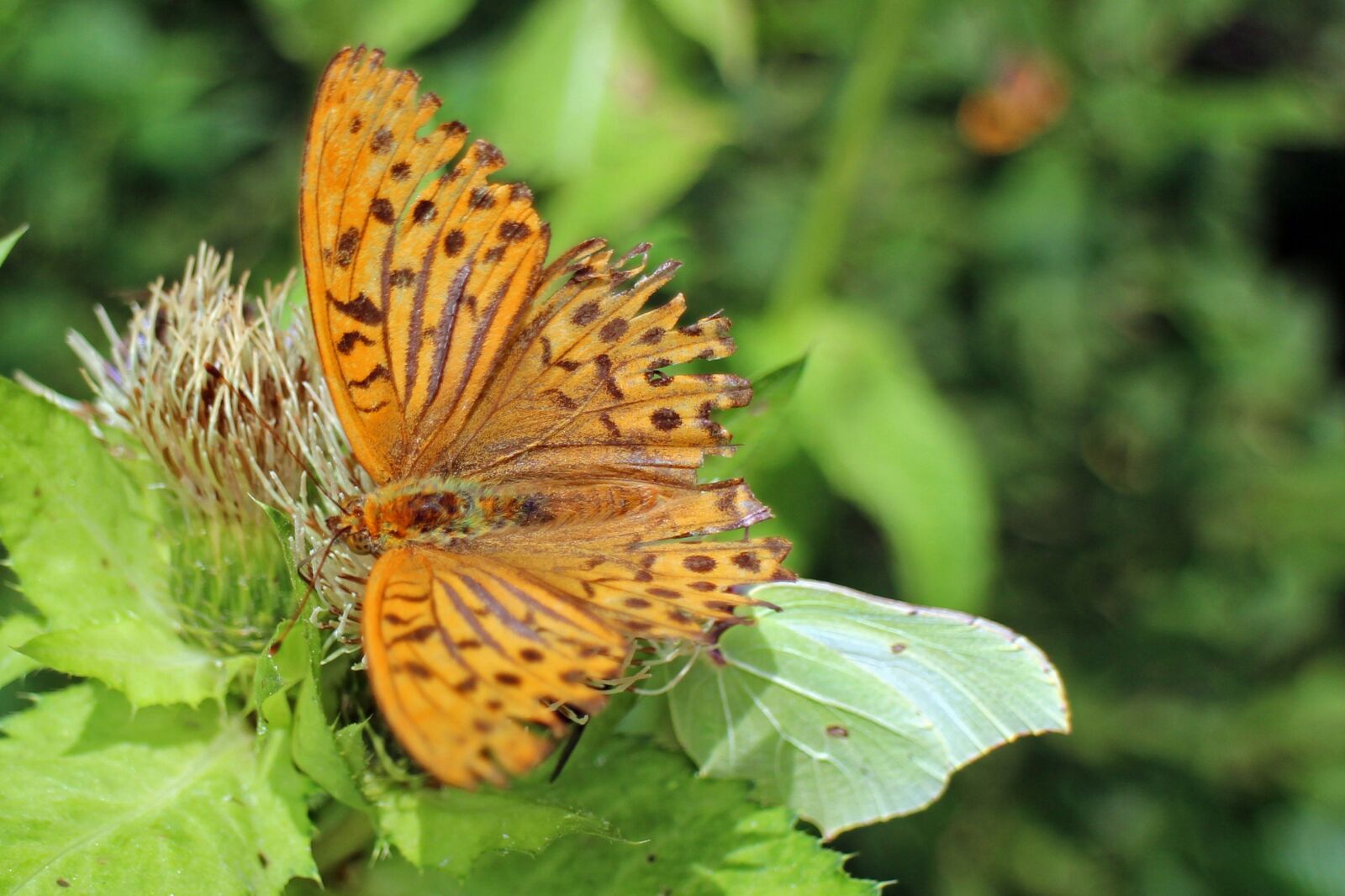 Canon EOS M sample photo. Butterfly, orange, butterflies photography