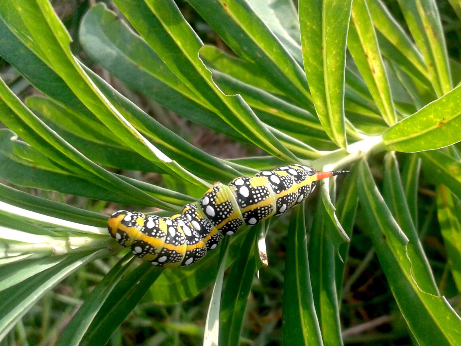 Samsung Galaxy Ace Style sample photo. Caterpillar, butterfly, hawk photography