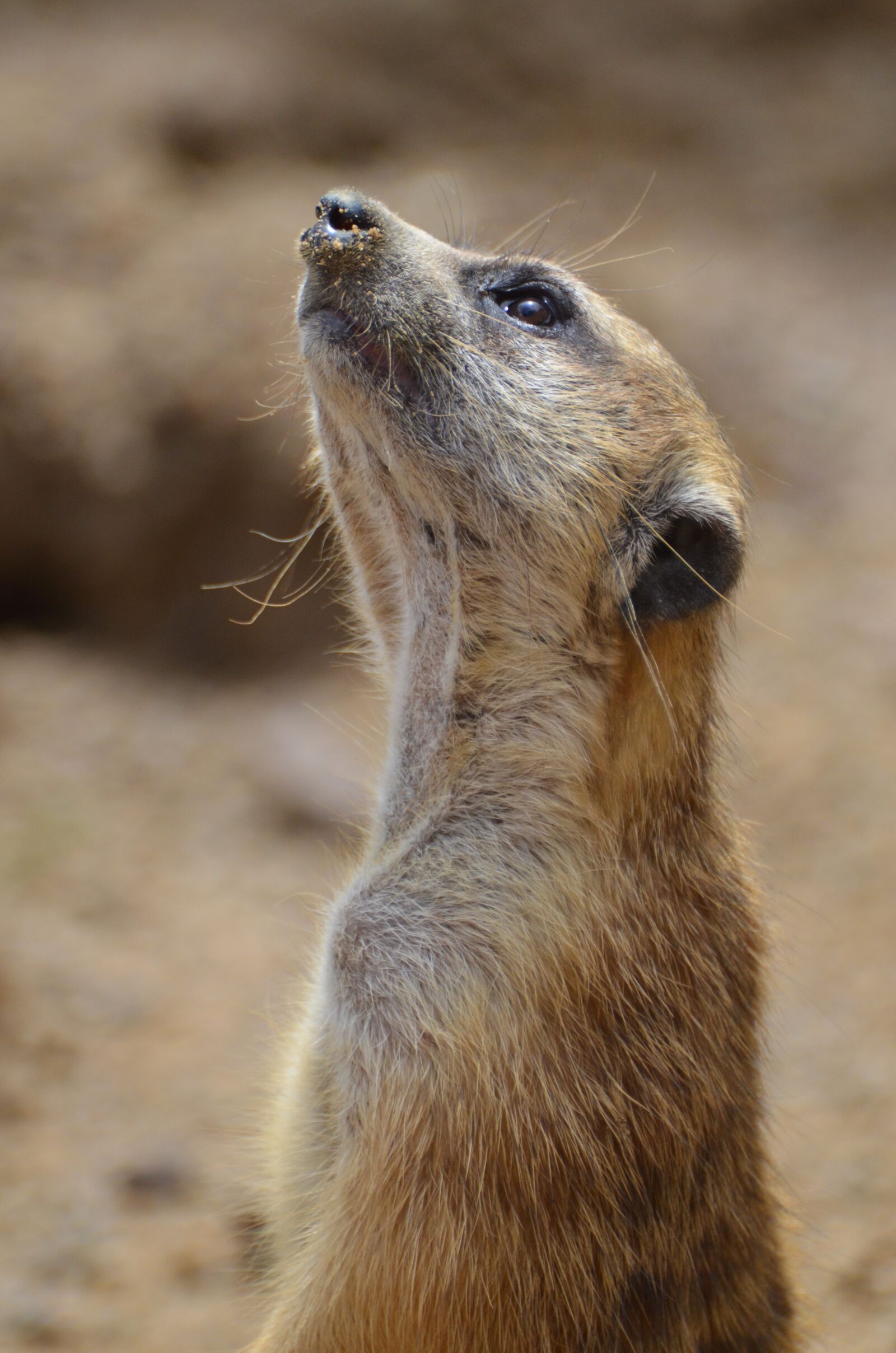 Nikon D5100 sample photo. Suricate, mongoose, sentinel desert photography