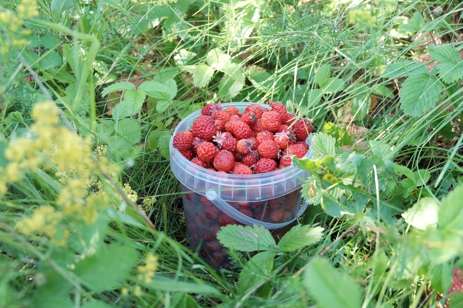 Fujifilm X-A2 sample photo. Summer, berry, harvest photography