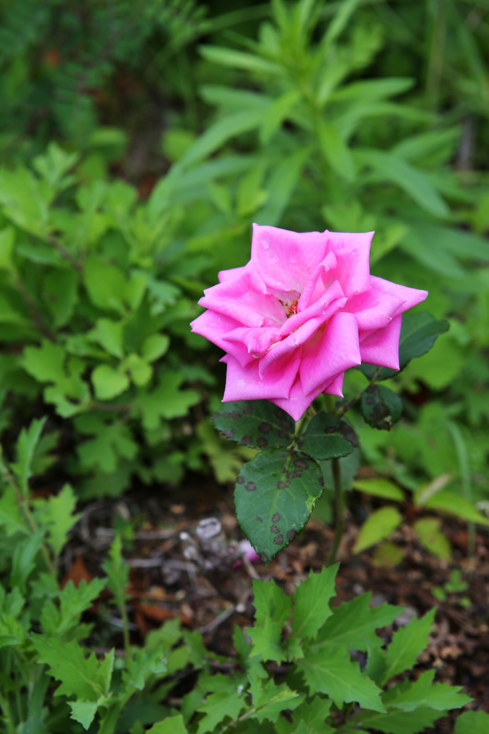 Canon EF 24-70mm F2.8L USM sample photo. Rose, nature, mountain photography