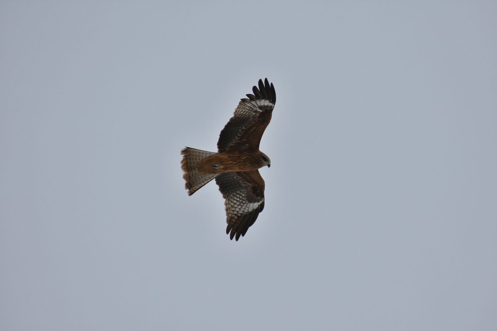 Nikon D7200 sample photo. Animal, sky, bird photography