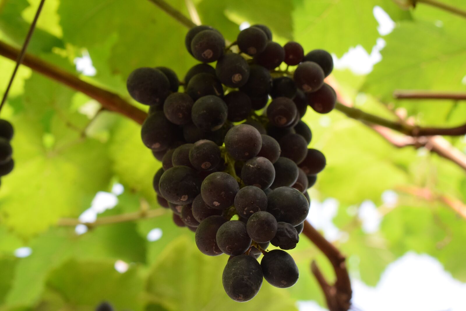 Nikon D3300 sample photo. Grapes, a bunch of photography