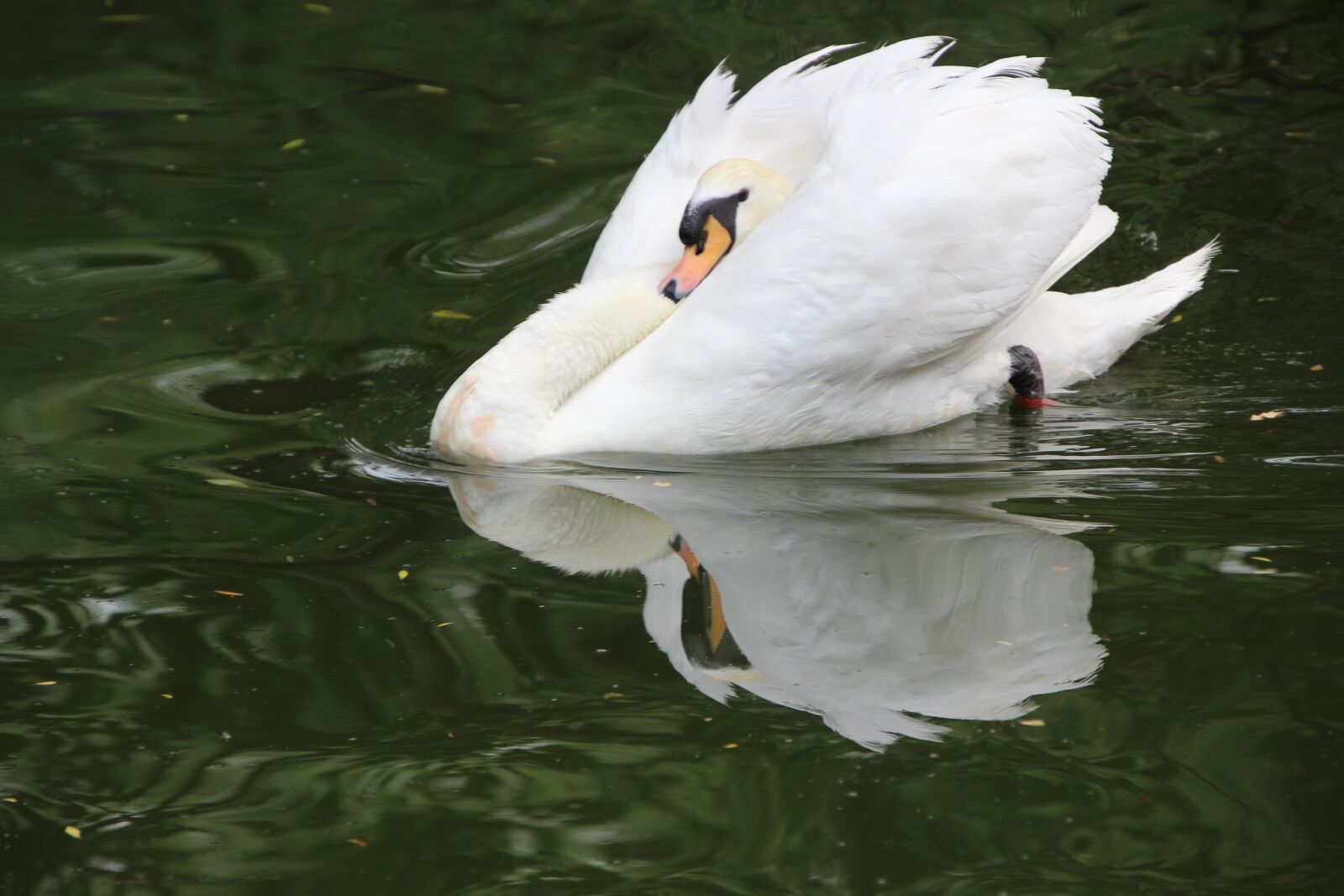 Canon EOS 600D (Rebel EOS T3i / EOS Kiss X5) sample photo. Swan, white swan, bird photography