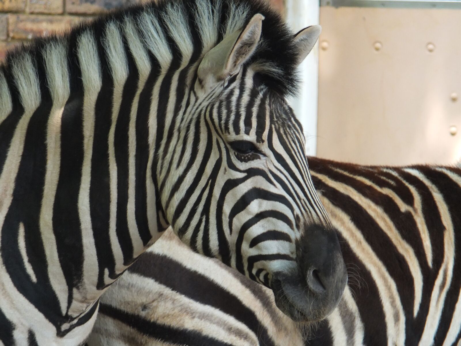 Fujifilm X-S1 sample photo. Zebra, zoo, animals photography