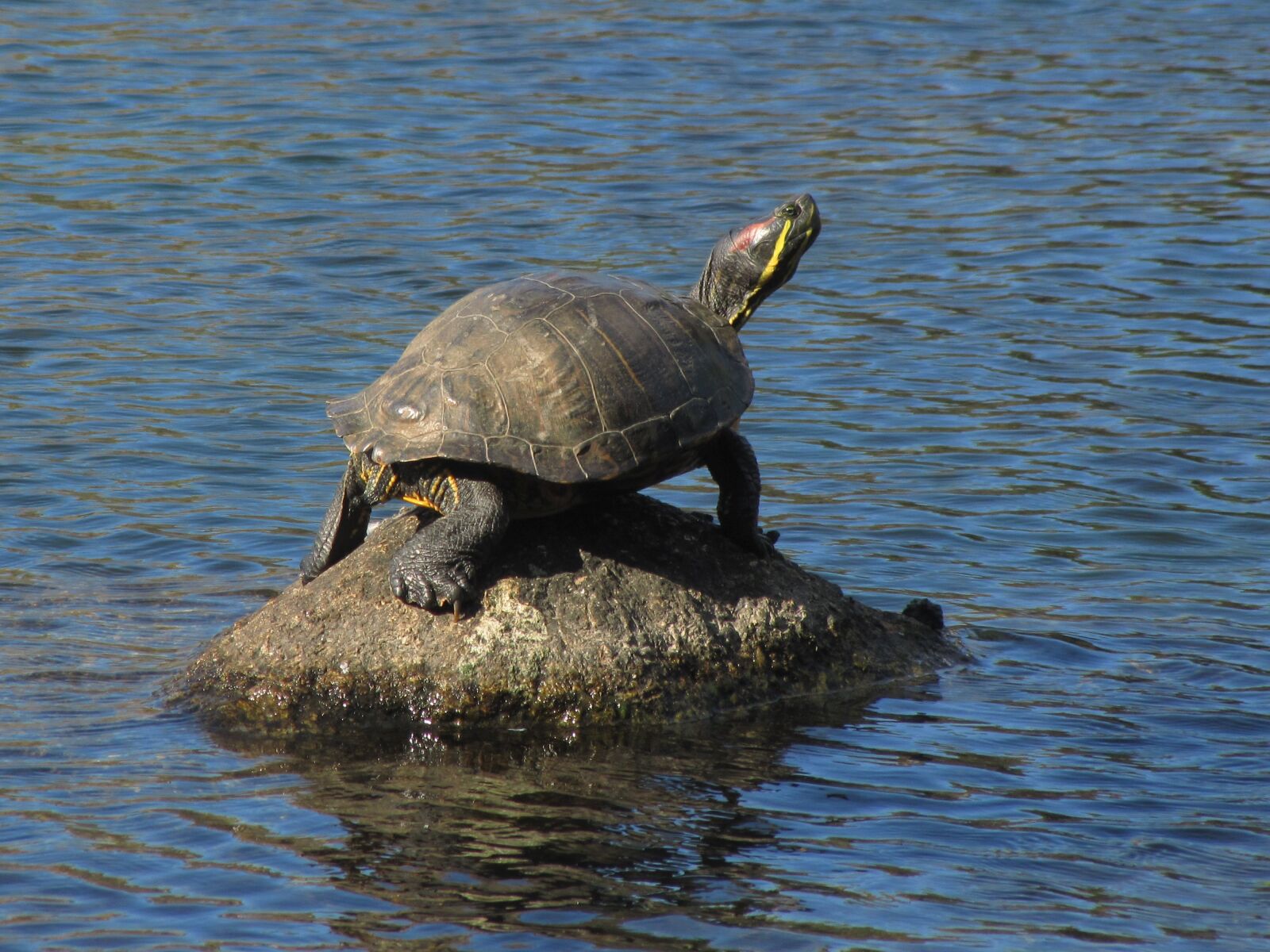 Canon PowerShot SX20 IS sample photo. Painted turtle, boulder, pond photography