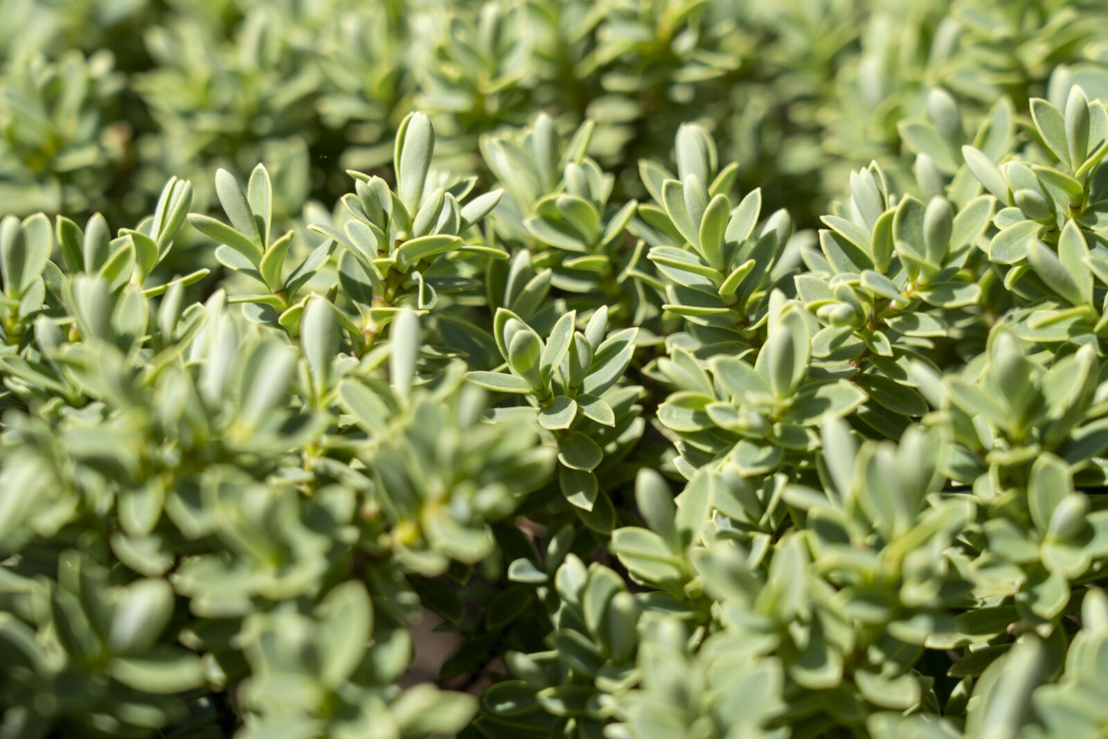 Sony FE 24-105mm F4 G OSS sample photo. Plant, nature, detail photography