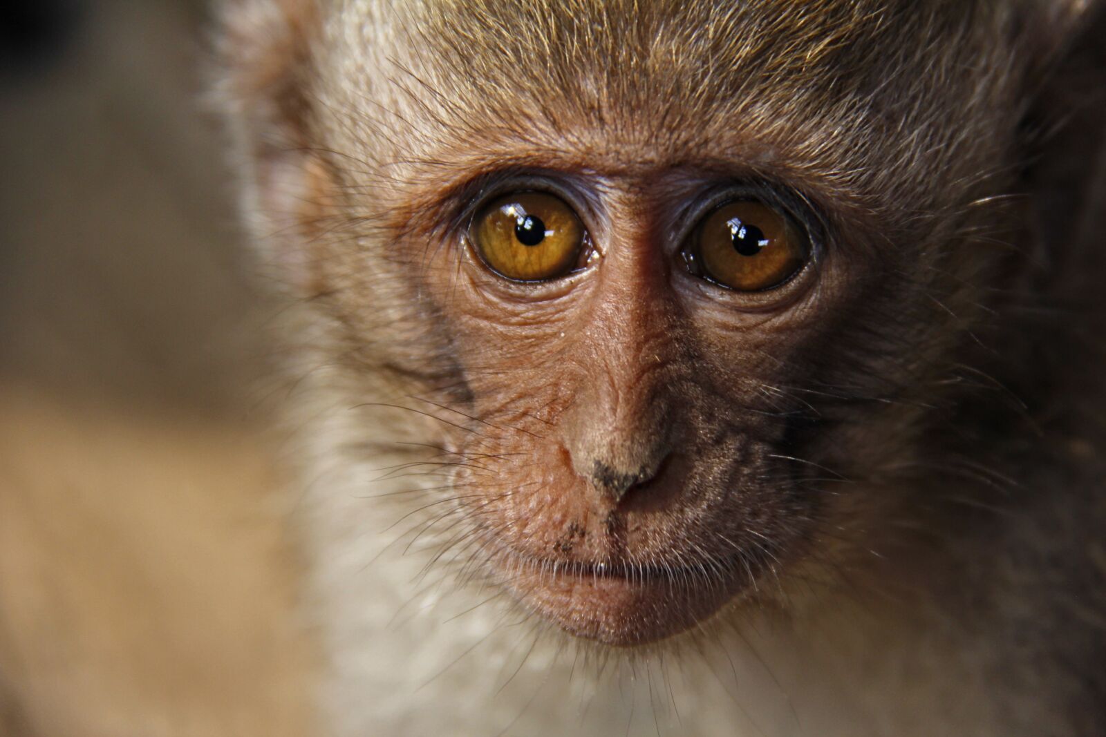 Monkey face. Маймун обезьяна. Глаза обезьяны. Глаза макаки. Лицо мартышки.