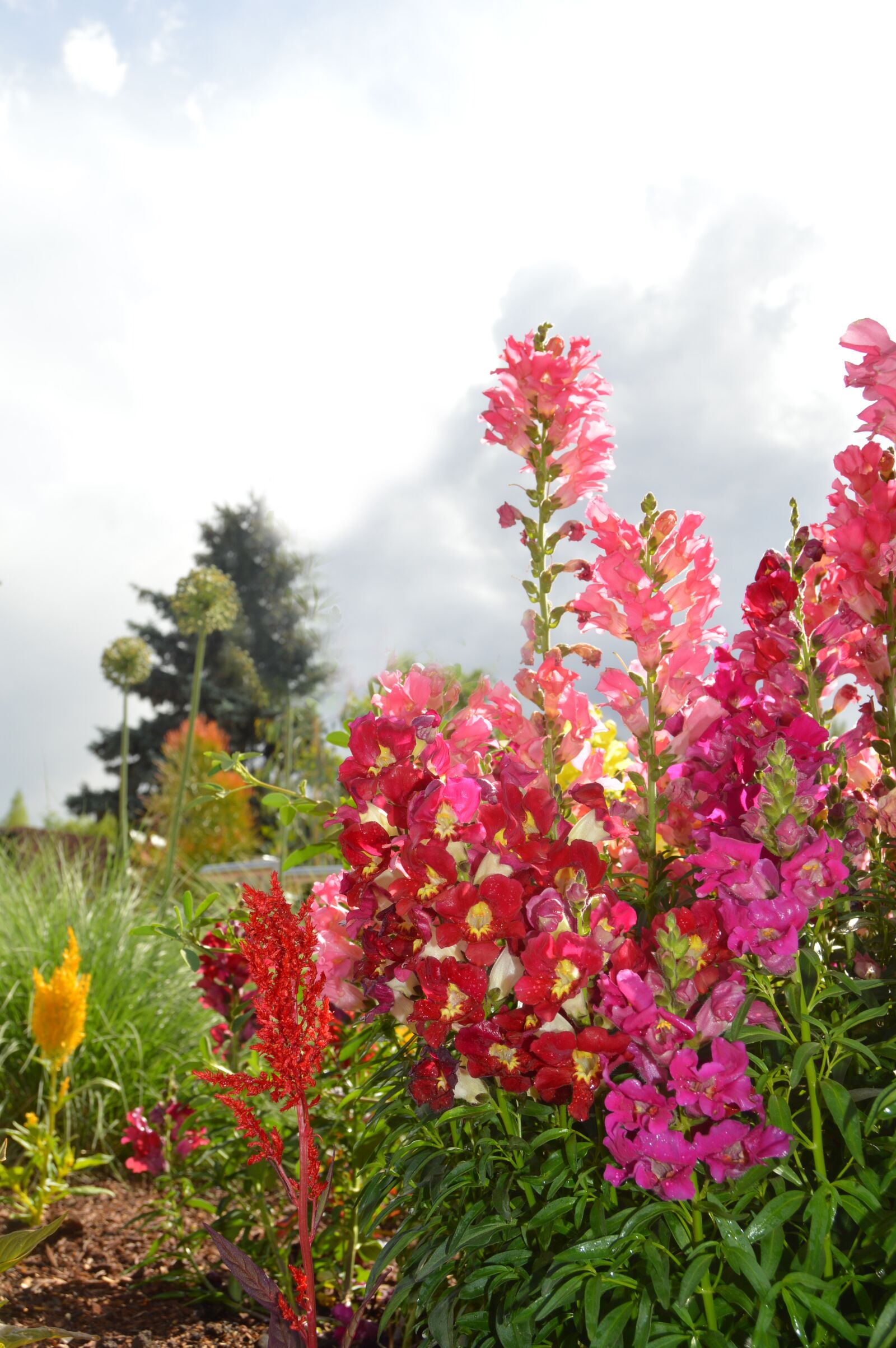 Nikon D3200 sample photo. Snapdragons, flowers, natur photography