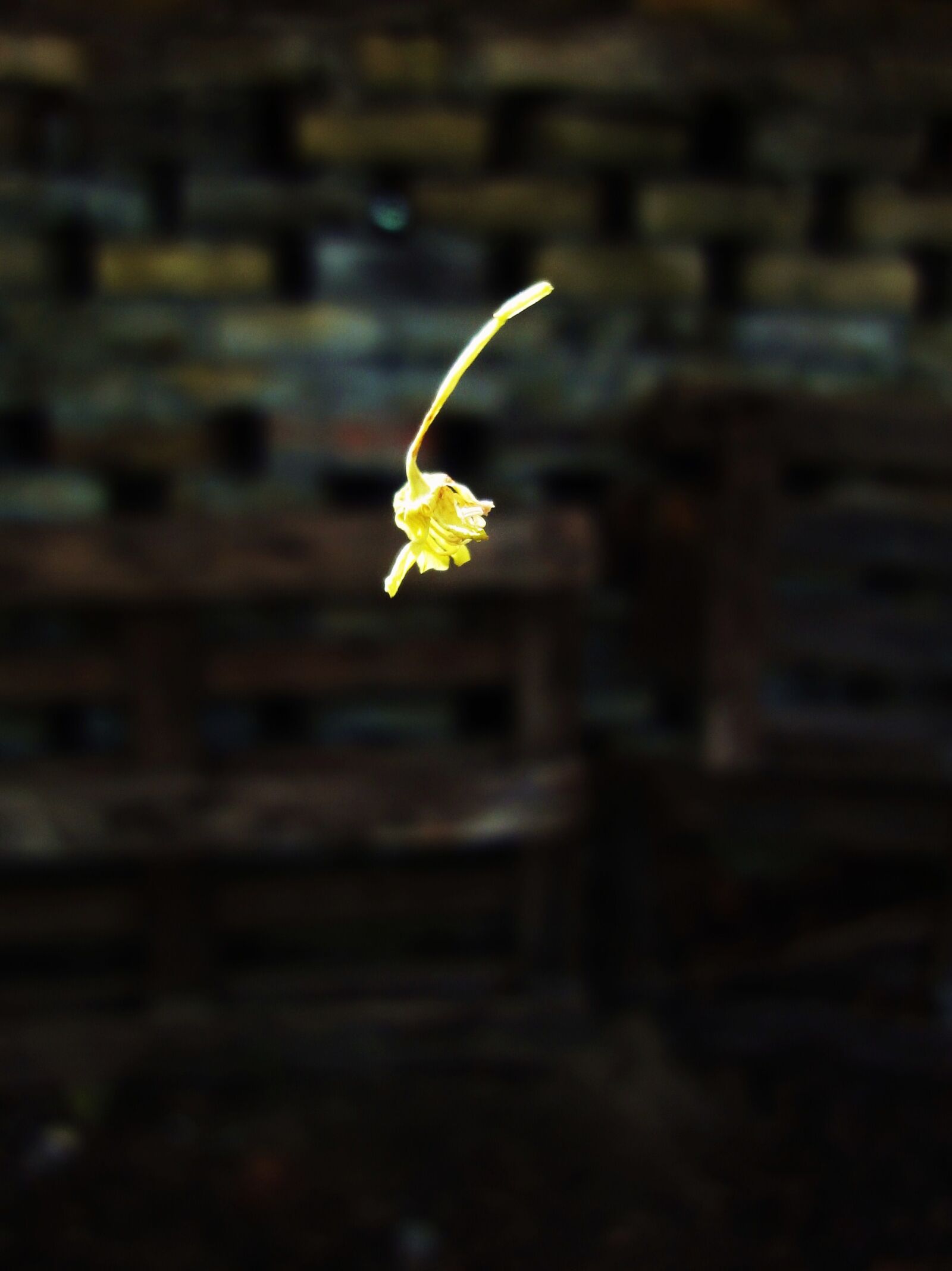Sony Cyber-shot DSC-WX1 sample photo. Bricks, levitation, sun, wall photography