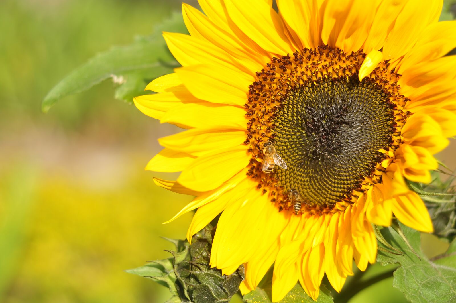 Nikon D90 sample photo. Sunflower, flower, bloom photography