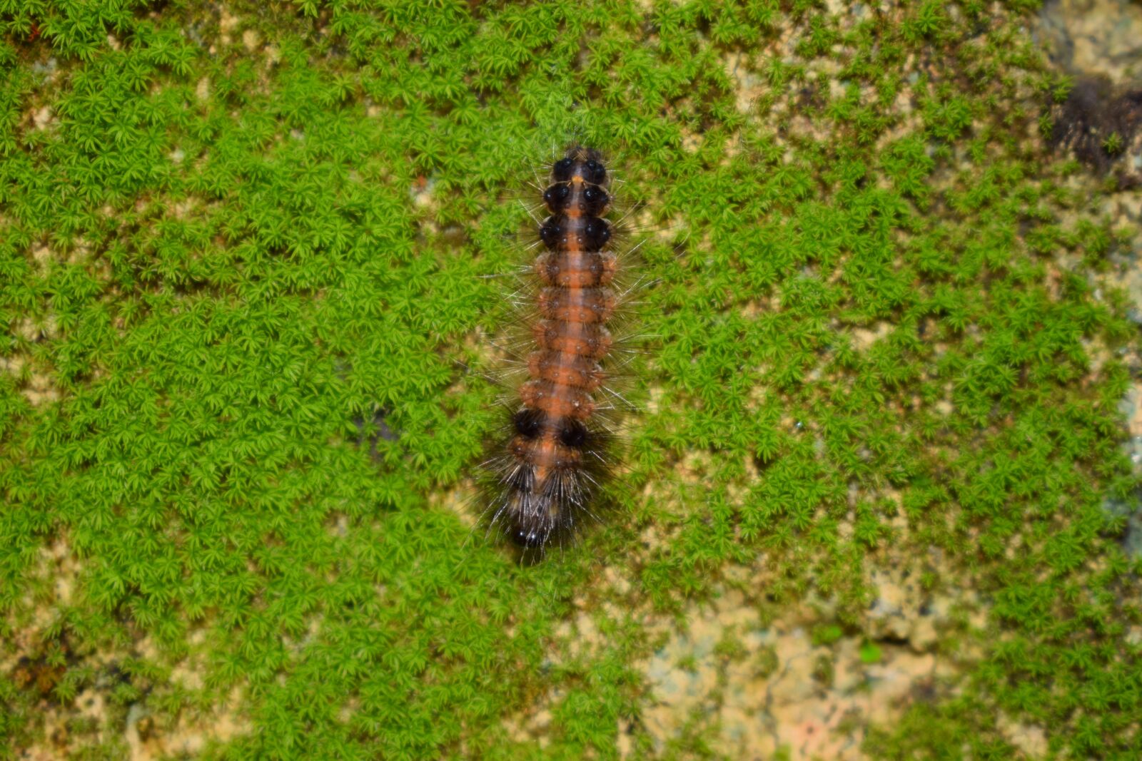 Nikon D5300 sample photo. Worm, nature, environment photography