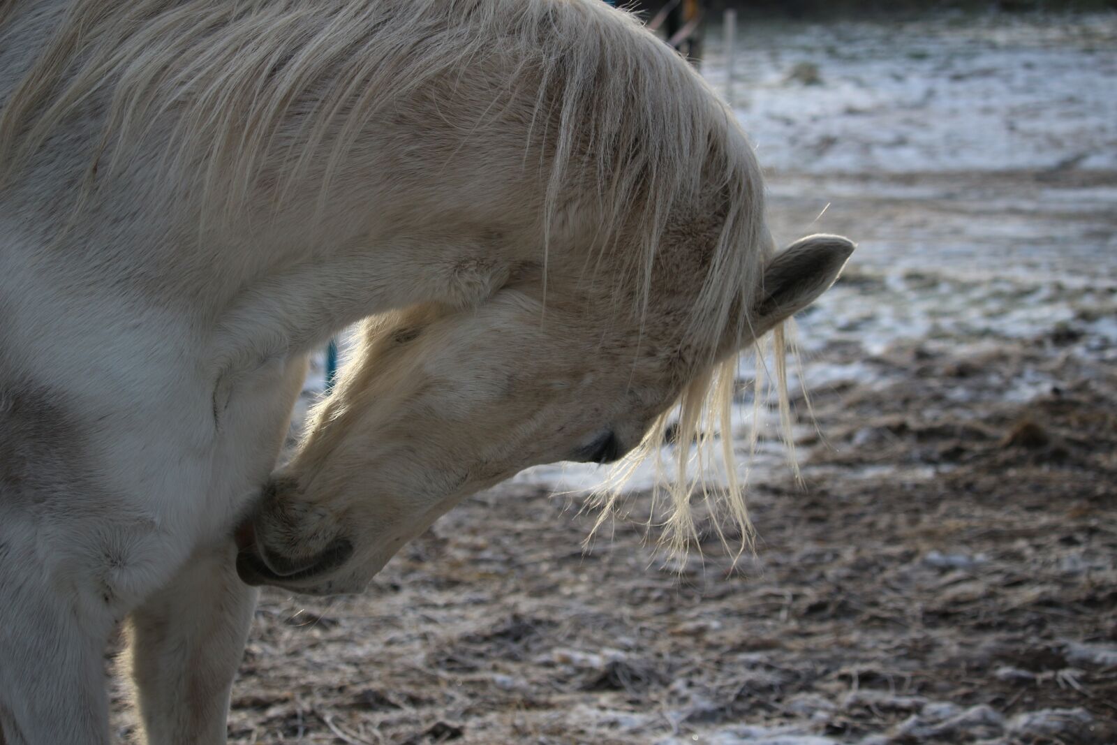 Canon EOS 100D (EOS Rebel SL1 / EOS Kiss X7) sample photo. Horse, mold, mane photography