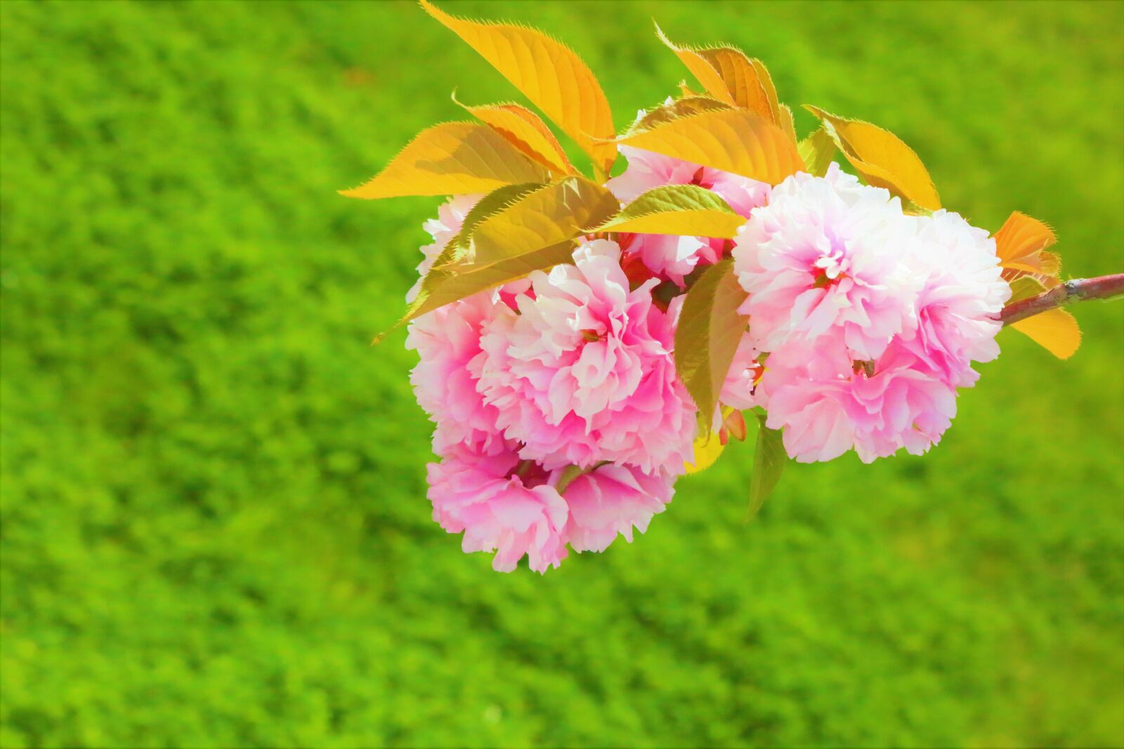 Canon EF 24-105mm F4L IS USM sample photo. Flowers, spring, pink photography