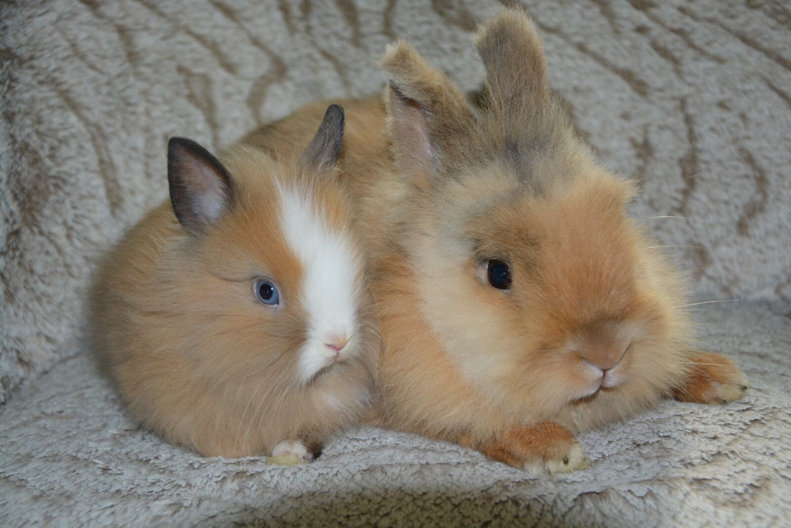 Nikon D5200 sample photo. Rabbits, dwarf rabbits, male photography