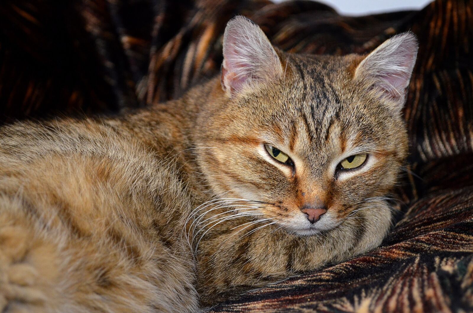 Nikon D5100 sample photo. Cat, home, cute photography