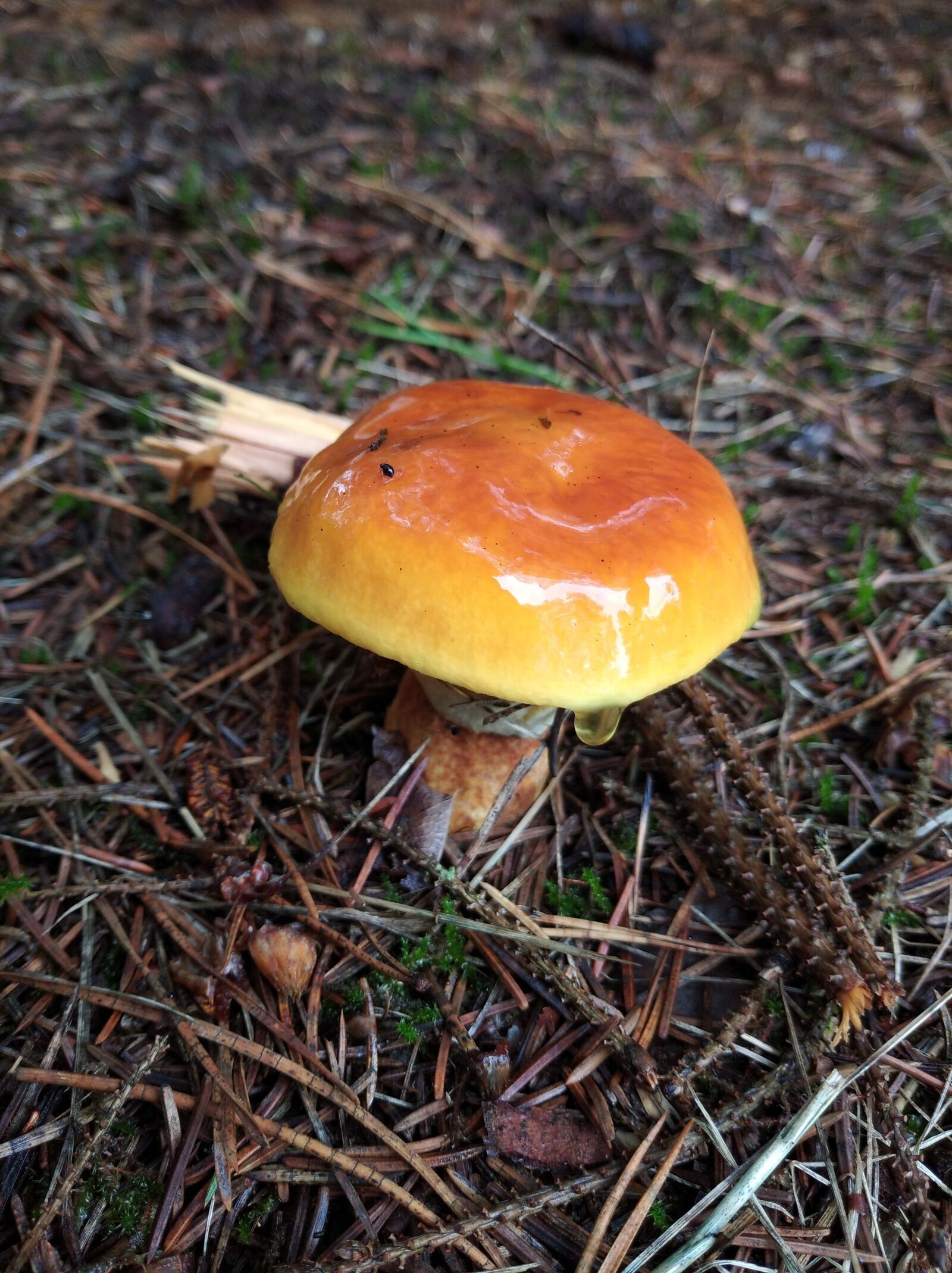 Xiaomi Redmi 8 sample photo. Mushroom, autumn, forest photography