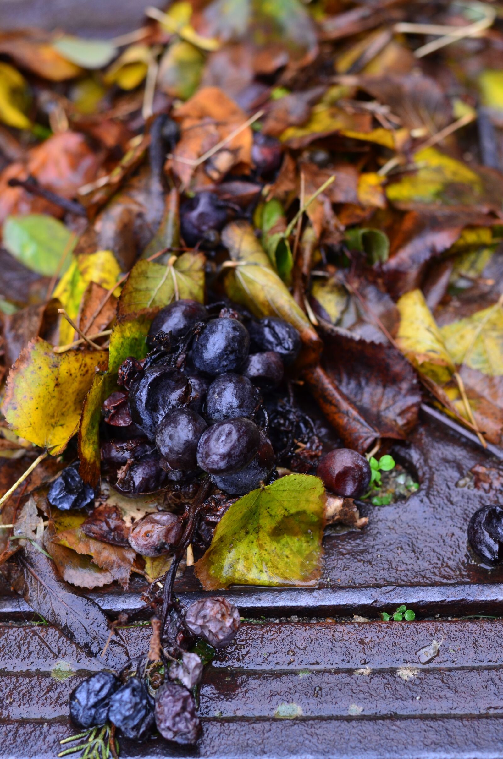 Nikon D7000 sample photo. Grapes, loza, still life photography