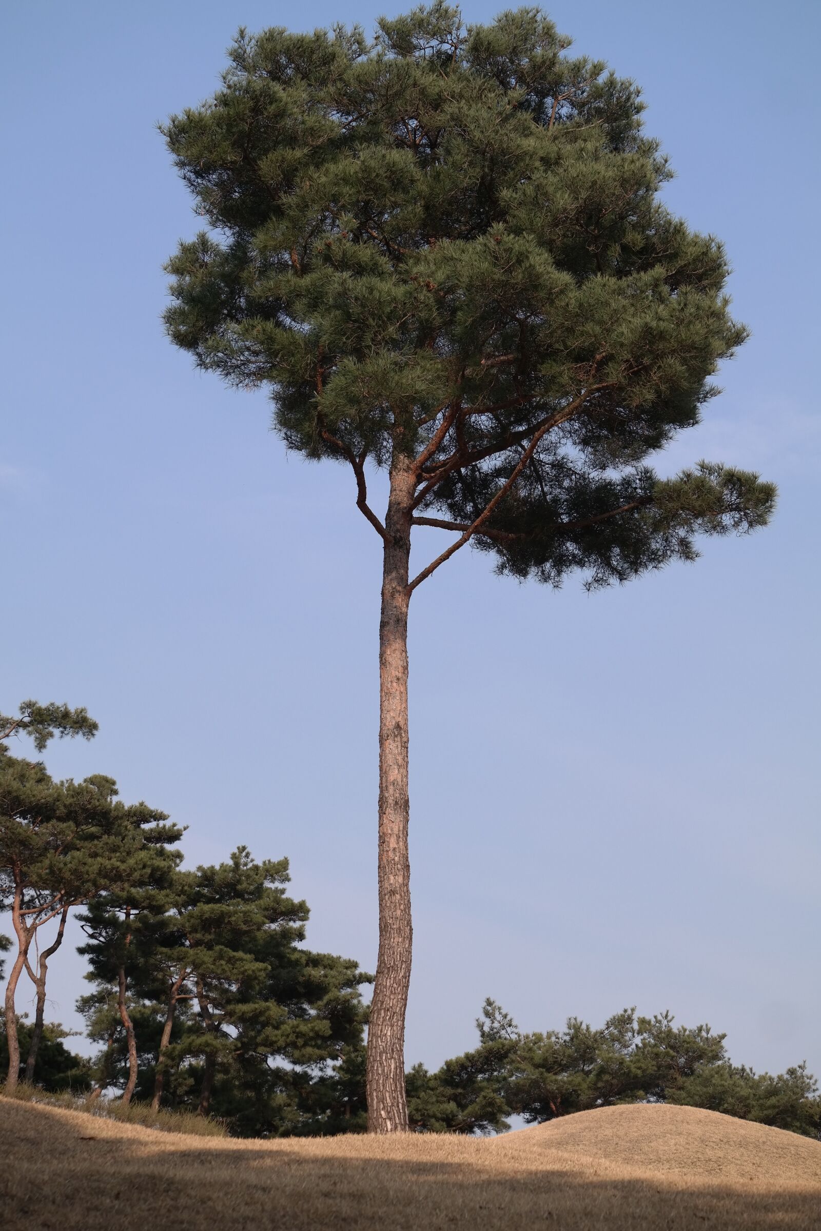 Samsung NX300M sample photo. Pine, wood, ability photography