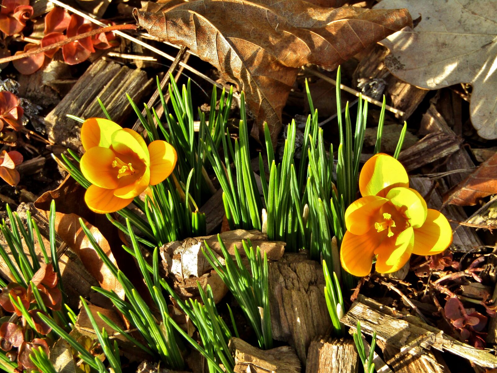 Canon POWERSHOT SX432 IS sample photo. Crocus, yellow, blossom photography