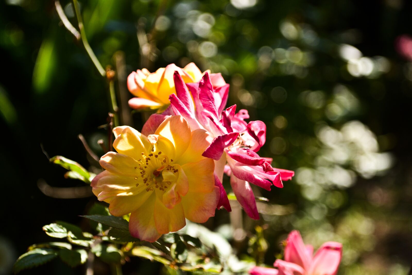 Nikon D3100 sample photo. Flower, garden, nature photography