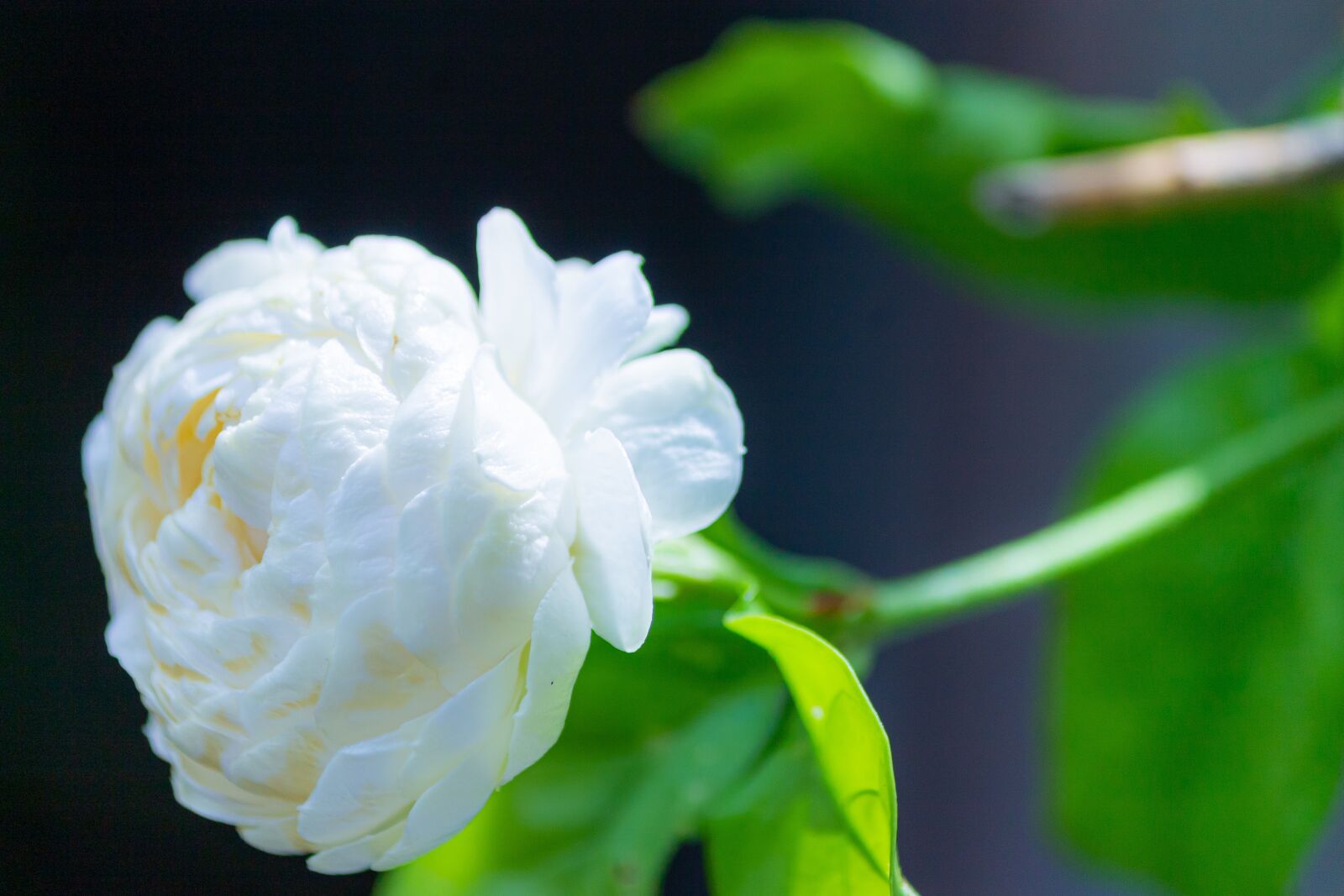 Canon EF-S 55-250mm F4-5.6 IS sample photo. Macro, sunlight, flower garden photography