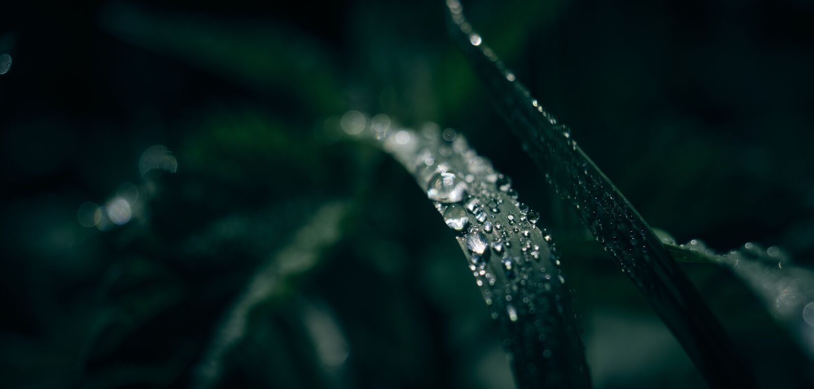 Fujifilm XF 18-55mm F2.8-4 R LM OIS sample photo. Dew, grass, drop of photography
