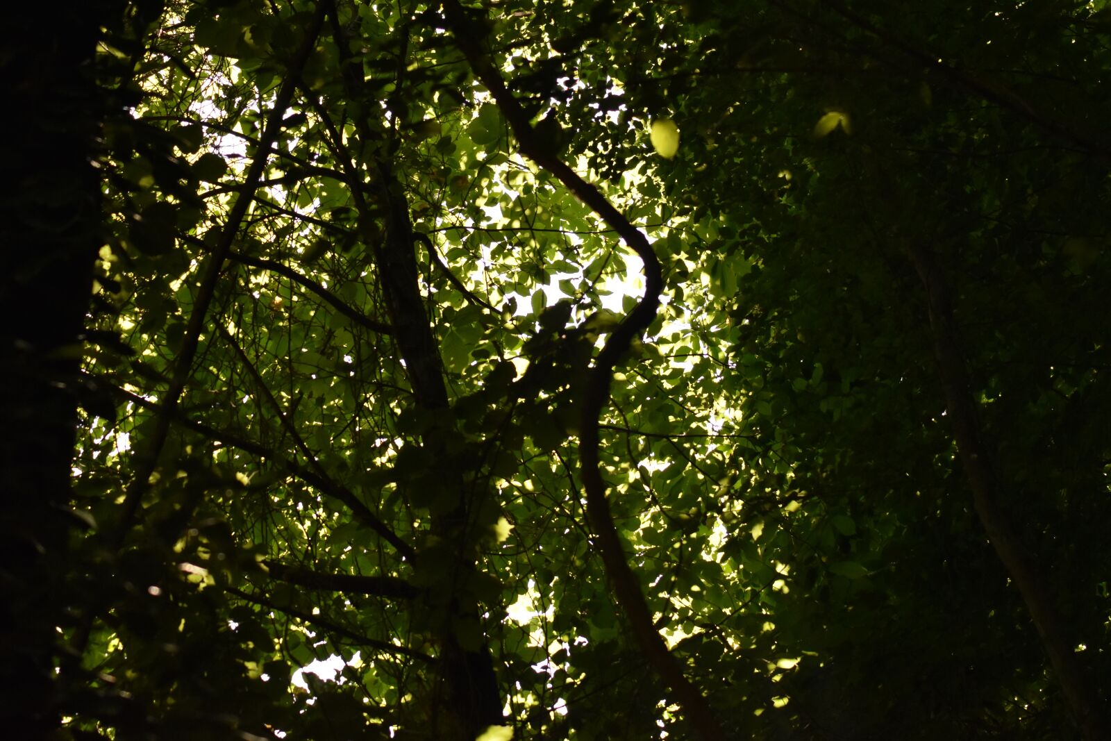 Nikon D5500 sample photo. Nature, tree, leaf photography