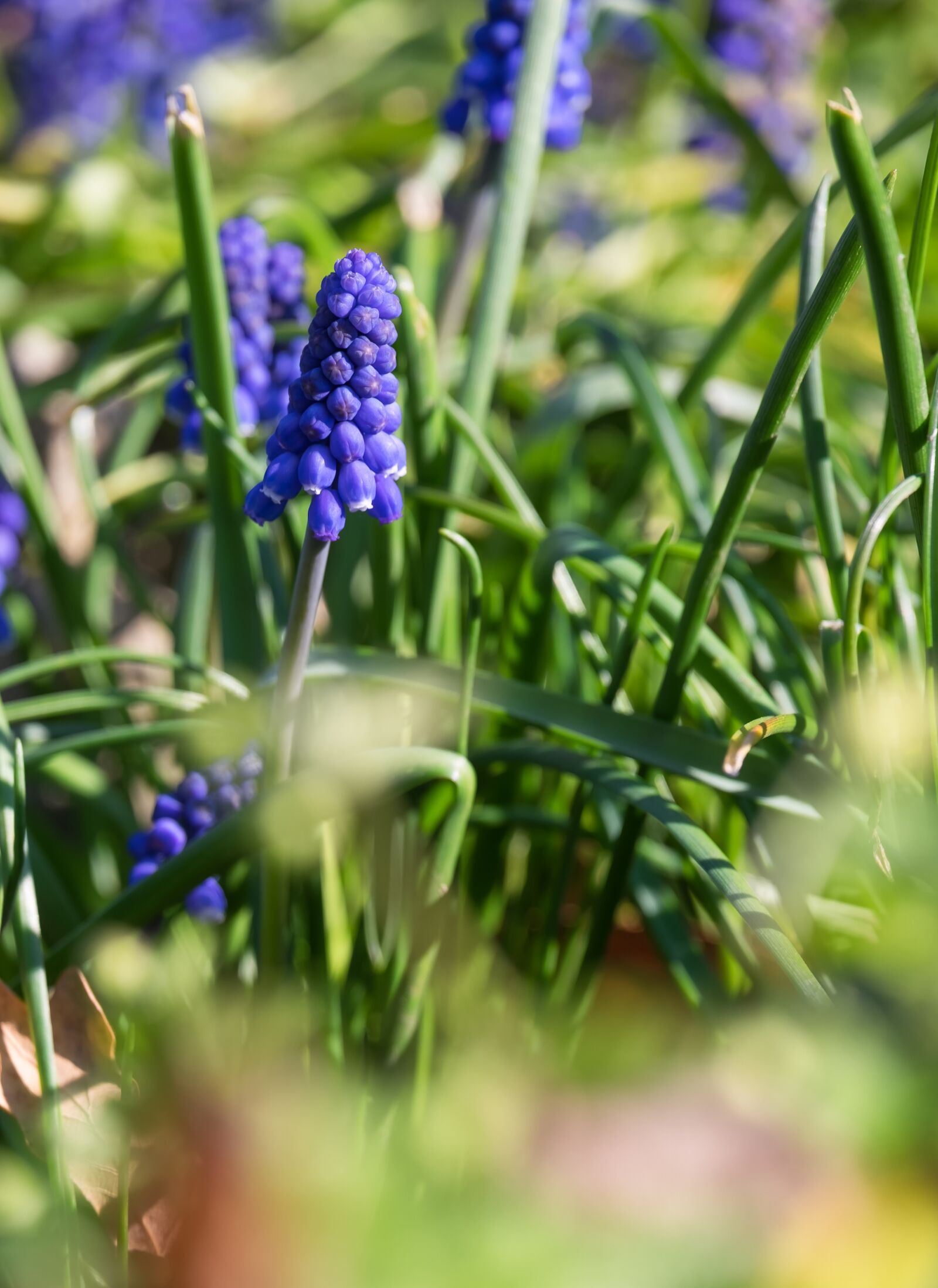 Fujifilm X-T10 sample photo. Muscari, flower, blossom photography