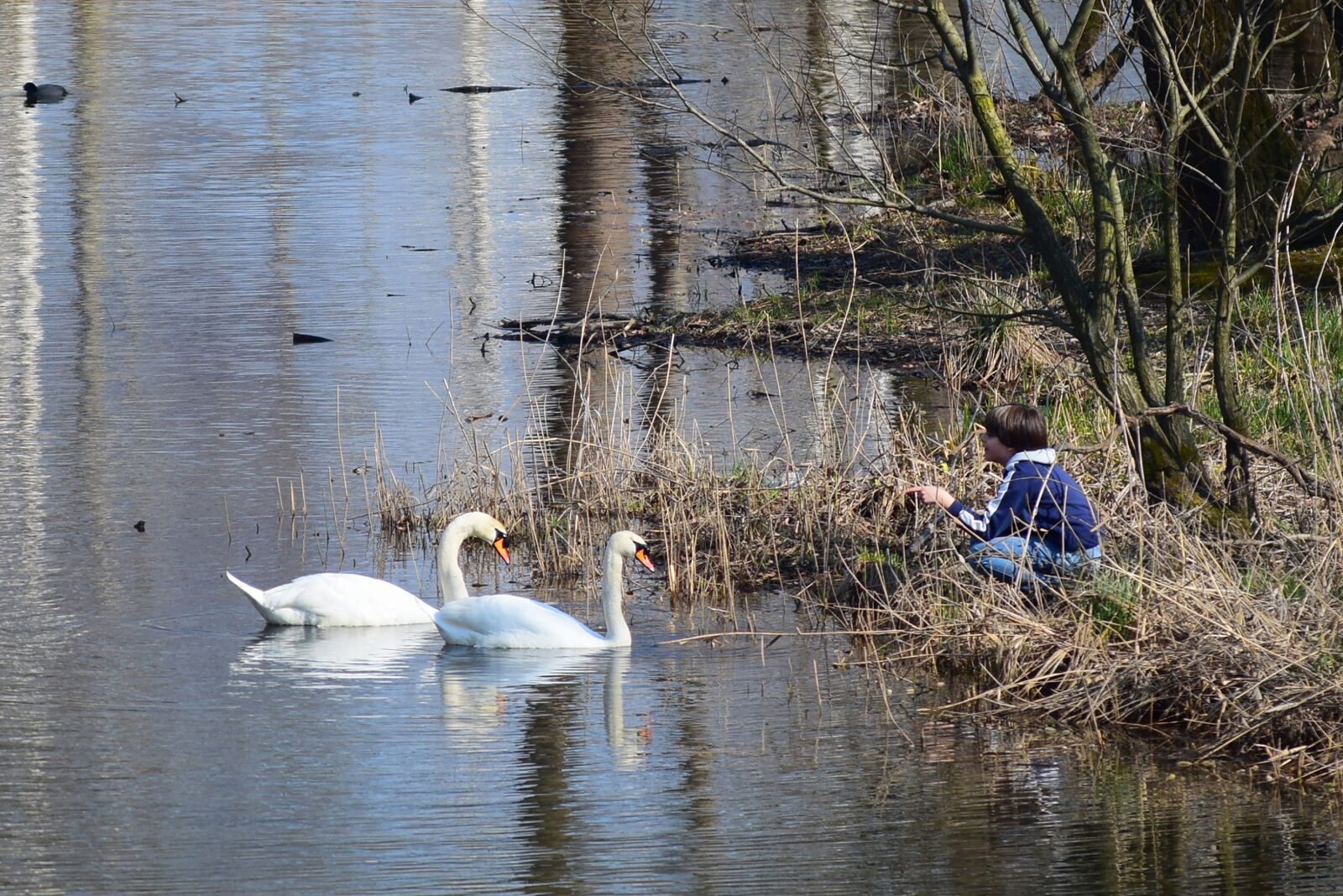 Nikon D5300 sample photo. Swans, lake, friendship photography