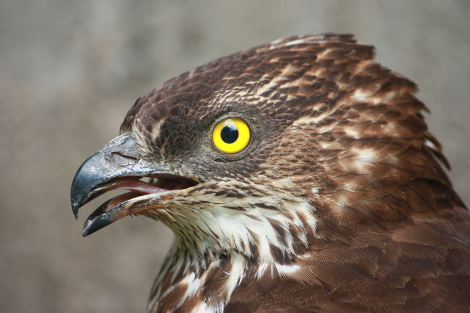 Canon EOS 450D (EOS Rebel XSi / EOS Kiss X2) sample photo. Honey buzzard, raptor, bird photography