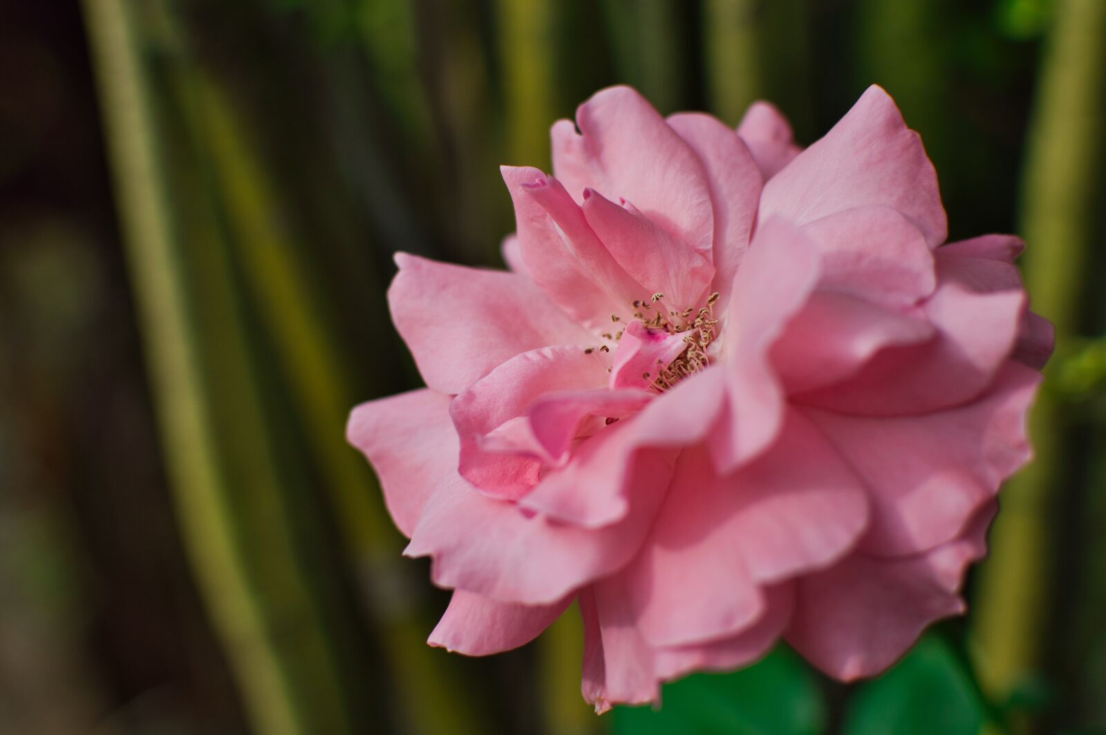 Nikon D3200 sample photo. Costa rica, garden, flower photography